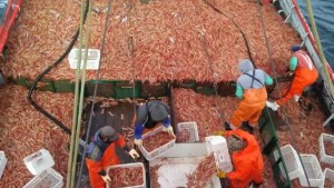 El Consejo Federal Pesquero asignó 3.500 toneladas anuales de langostinos para la pesca en Río Negro
