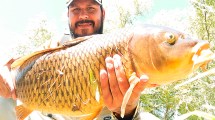 Imagen de Pesca con mosca en el Limay inferior: las carpas te esperan este fin de semana largo