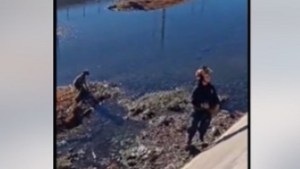 Video | Un rescate especial en Roca: bomberos salvaron a un perrito atrapado en el Canal Grande