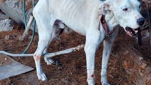 Rescatan a un perro que estaba desnutrido y sufría maltrato por parte de su dueño en Fernández Oro
