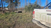 Imagen de El lobito marino que visita los canales de Viedma: «Se alimenta de las carpas»