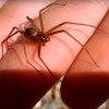 Imagen de Arañas: en Río Negro y Neuquén una especie ‘hogareña’ es de picadura peligrosa, aprendé a identificarla