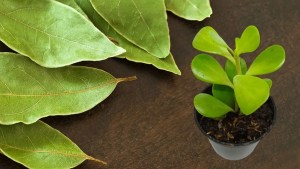 ¿Cómo potenciar el árbol de Jade con hojas de laurel?: detalles de esté método especial