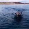 Imagen de Video| Una hermosa experiencia en Puerto Madryn: la ballena y su cría se acercaron a unos metros del bote