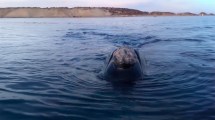 Imagen de Video | Una hermosa experiencia en Puerto Madryn: la ballena y su cría se acercaron a unos metros del bote