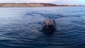 Video | Una hermosa experiencia en Puerto Madryn: la ballena y su cría se acercaron a unos metros del bote
