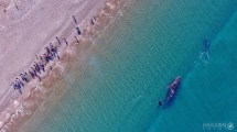 Imagen de Video | Puerto Madryn: la maravilla de crecer con ballenas a metros de la costa en la Patagonia