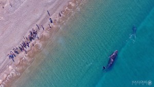 Video | Puerto Madryn: la maravilla de crecer con ballenas a metros de la costa en la Patagonia