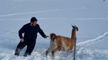 Imagen de «Él no va a morir»: Turistas brasileños rescataron a un guanaco enganchado en el alambrado de un campo en la Patagonia