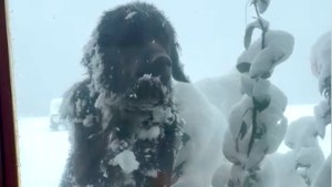 Rolo, el perrito más simpático para pedir comida y mimos en la nieve de una joya de Neuquén: «Siempre consigue lo que quiere»