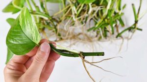 Cómo enraizar cualquier planta con este truco casero