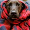Imagen de Qué razas de perros son más sensibles al frío y cómo identificarlo