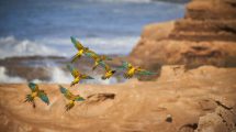 Imagen de Crearon una reserva natural para proteger a la mayor colonia de loros del mundo, en El Cóndor