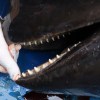 Imagen de Encontraron muerto a un delfín Piloto en Playas Doradas e investigan las causas
