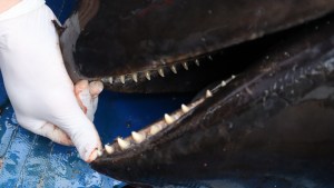 Encontraron muerto a un delfín Piloto en Playas Doradas e investigan las causas