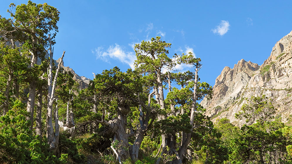 El ciprés será uno de los árboles afectados por el cambio climático. Crédito: Conicet
