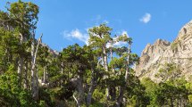 Imagen de Cómo el cambio climático impactaría en biodiversidad de plantas en Patagonia