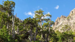 Cómo el cambio climático impactaría en biodiversidad de plantas en Patagonia