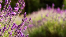 Imagen de Cómo el aceite de lavanda tendrá un valor diferencial en Patagonia norte