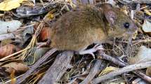 Imagen de Hantavirus: las 5 claves que hay que saber para no enfermarse y morir