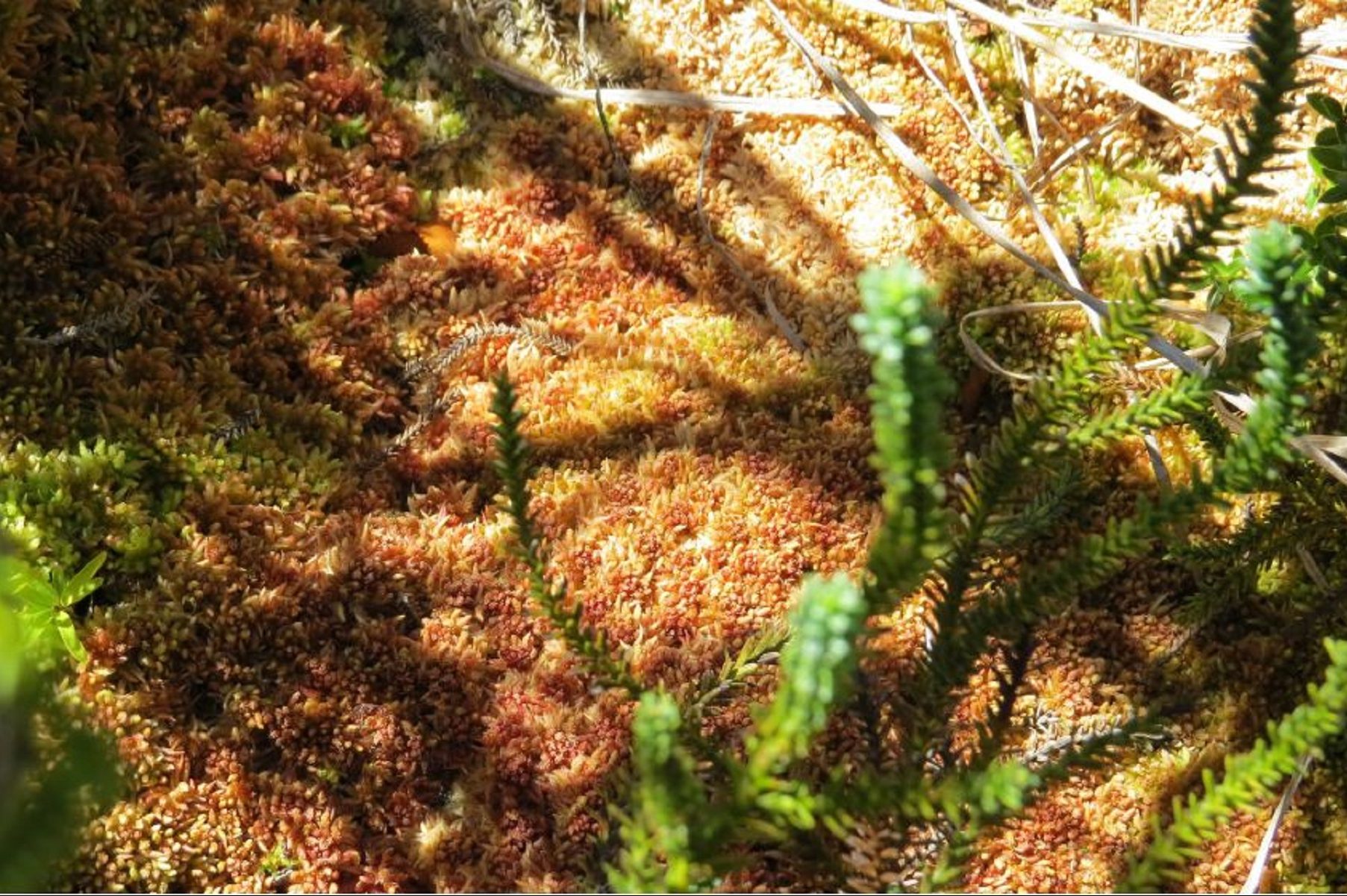 En la zona de Puerto Blest, Río Negro, hay una turbera, que es un tipo de humedal. Crédito: Conicet Patagonia Norte