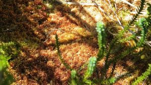 Desde un musgo a una planta carnívora: por qué se estudia la biodiversidad de Puerto Blest