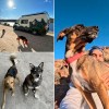 Imagen de Guido culmina su travesía en motorhome: siete meses recorriendo Argentina con sus perros