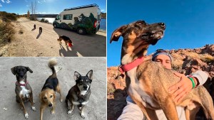 Recorre la Patagonia en un motorhome con los tres perros que adoptó en refugios: «El viaje más lindo»