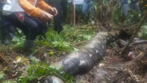 Horror en Indonesia: una mujer era buscada intensamente y la encontraron dentro de una serpiente