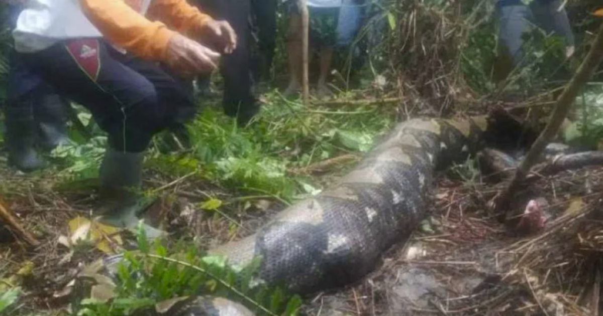 Horror en Indonesia: una mujer era buscada intensamente y la encontraron dentro de una serpiente thumbnail