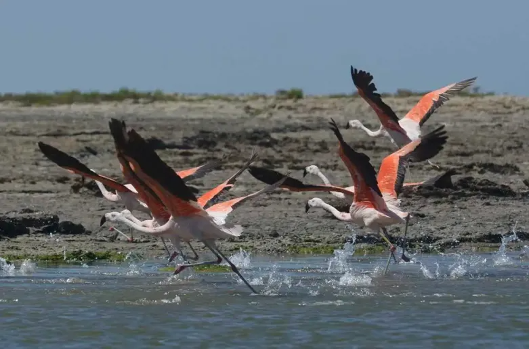 El ambiente marino y las especies que lo habitan formarán parte de una interesante actividad, en el marco del día de los océanos