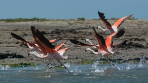 Día mundial de los océanos: Los biólogos mostrarán en San Antonio la diversidad de especies marinas