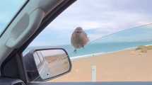 Imagen de Puerto Madryn: paró en la playa para filmar a la ballena y su cría y un pequeño habitante se sumó al paseo