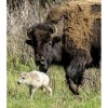 Imagen de Nacimiento de bisonte blanco en Yellowstone cumple una antigua profecía indígena