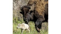 Imagen de Nacimiento de bisonte blanco en Yellowstone cumple una antigua profecía indígena