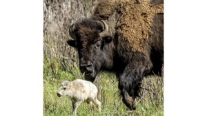 Nacimiento de bisonte blanco en Yellowstone cumple una antigua profecía indígena