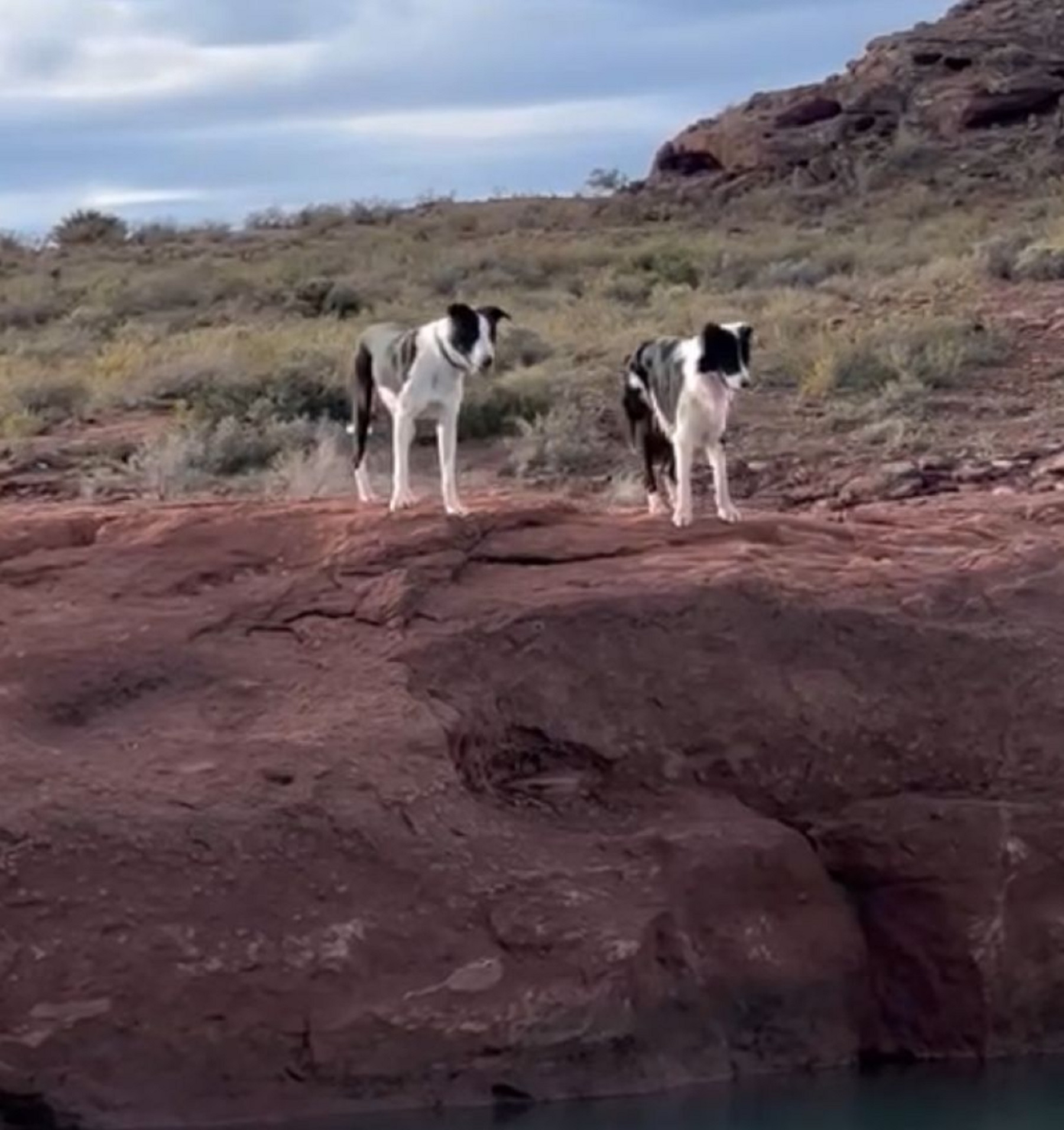 Matanza de perros en El Chocón: Fiscalía inició una investigación para dar con los responsables 