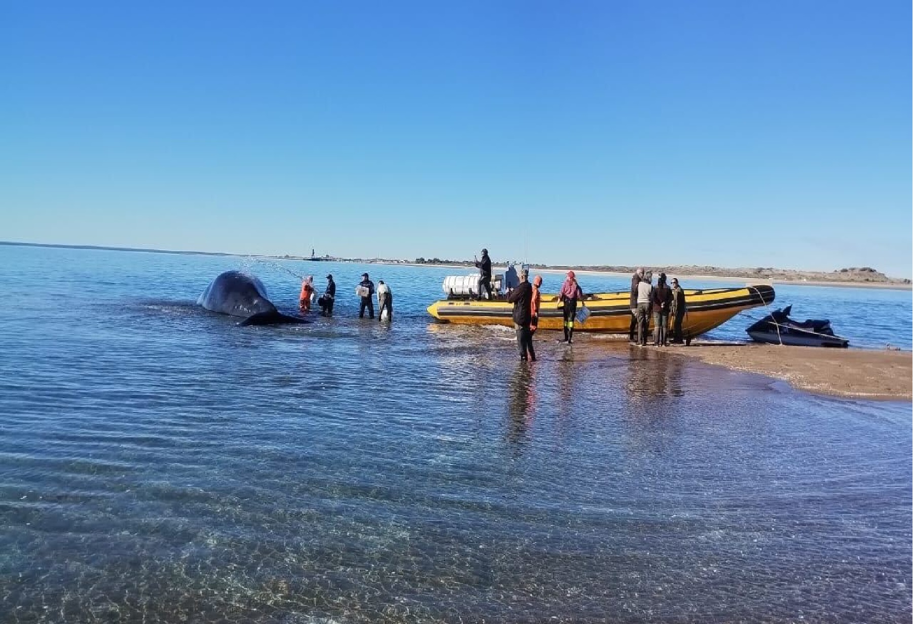 En fotos: así fue el emotivo rescate a una ballena varada sobre la costa, en Las Grutas (Foto: gentileza secretaría de Ambiente Río Negro) 