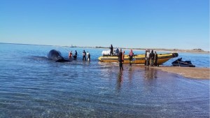 En fotos: así fue el emotivo rescate a una ballena varada sobre la costa de Las Grutas