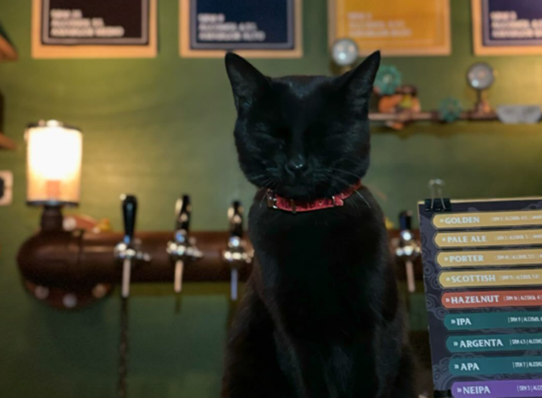 Mamba, la gata que adoptaron en un bar de Allen. 