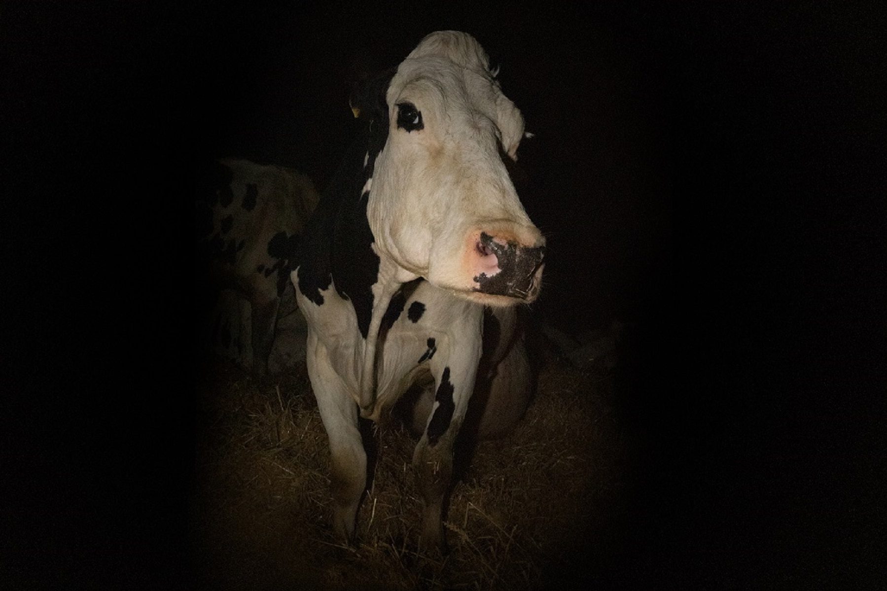 Chocó contra una vaca en Ruta 22. 