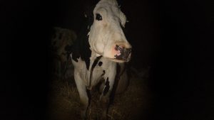 Chocó contra una vaca cuando circulaba en su moto por la Ruta 22, cerca de Chichinales