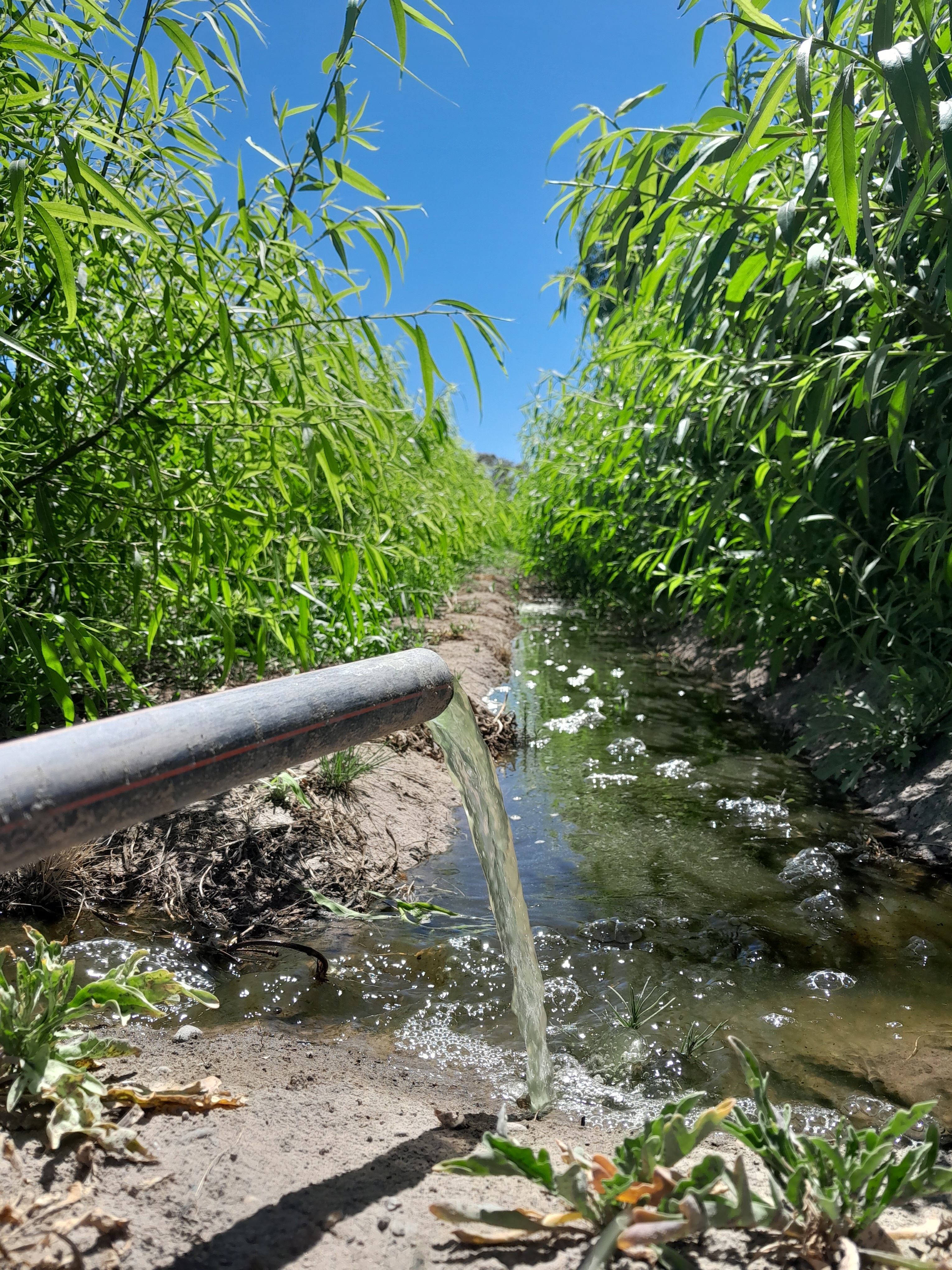 Aguas residuales tratadas en Río Negro.