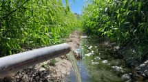 Imagen de Usan aguas residuales tratadas para riego de cultivos en Río Negro