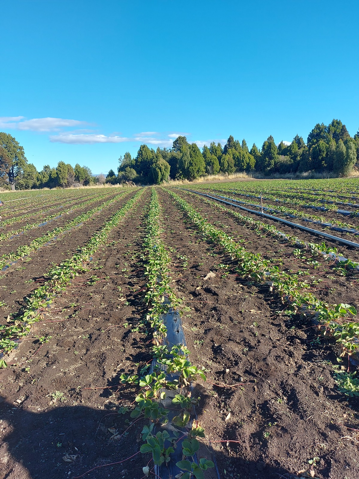 Mejores cultivos con menos agroquímicos es el objetivo de los investigadores. Foto: gentileza