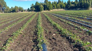 Apuesta para revolucionar la agricultura: un producto desarrollado en Patagonia permite sustituir los agroquímicos