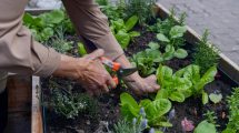 Imagen de Huerta en casa: qué sembrar en agosto para tener rápido tu propia producción