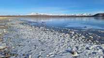 Imagen de El misterio de los peces muertos que aparecieron sobre la congelada Laguna Blanca