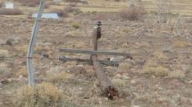 Imagen de El viento sacudió al norte de Neuquén: un caballo muerto, árboles y postes caídos