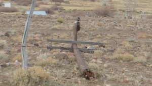 El viento sacudió al norte de Neuquén: un caballo muerto, árboles y postes caídos